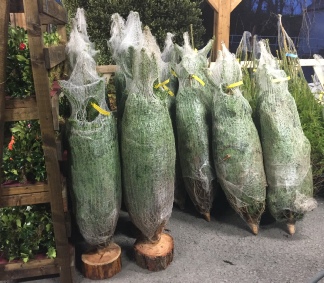 Christmas Trees In Bangor Gwynedd